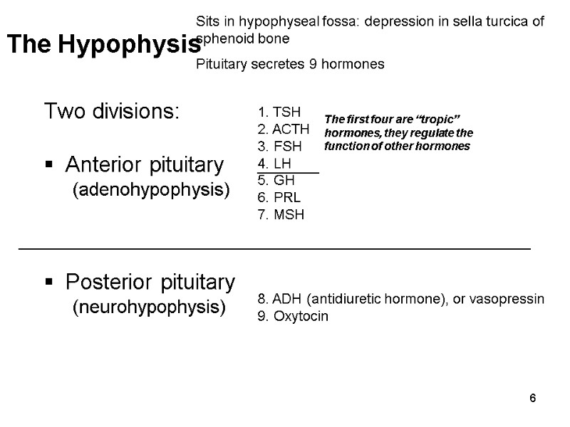 6 Two divisions:  Anterior pituitary (adenohypophysis)    Posterior pituitary (neurohypophysis) 
